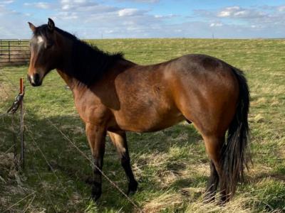 Whiskey Up Greece JW <BR>AQHA 5879329